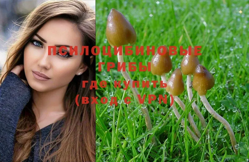 Галлюциногенные грибы Psilocybe  что такое   Ялуторовск 